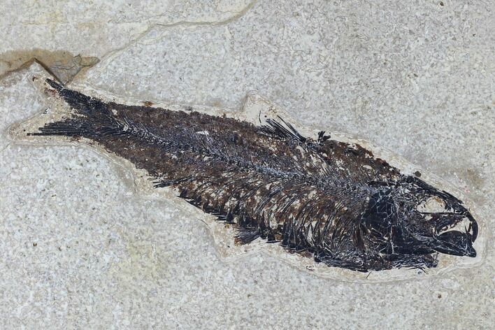Fossil Fish (Knightia) - Green River Formation #113998